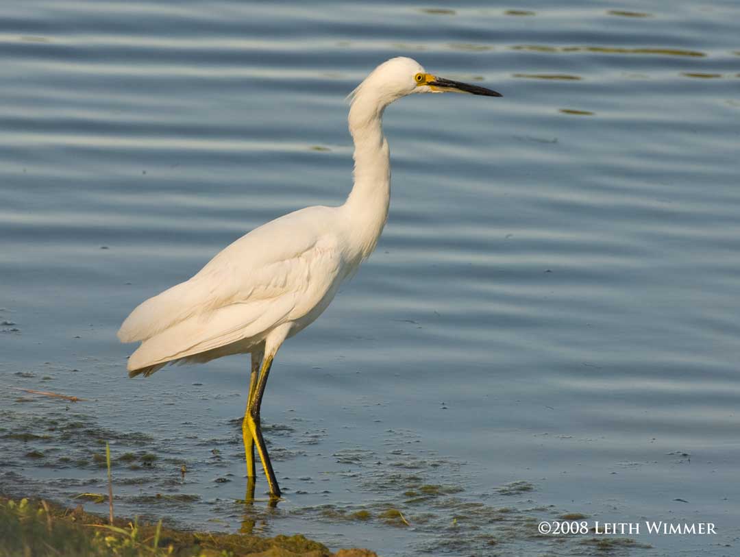 heron legs